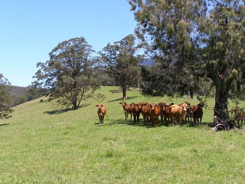 914 Brays Creek Road, Tyalgum NSW 2484