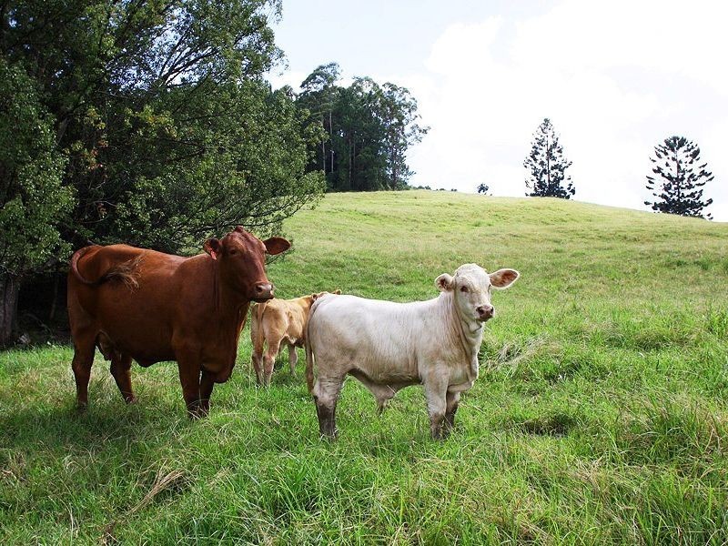 107 Milgate Road, Blue Knob NSW 2480