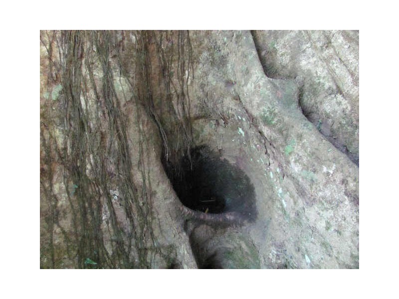 Commissioners Creek NSW 2484