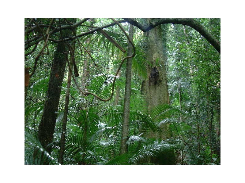 Commissioners Creek NSW 2484