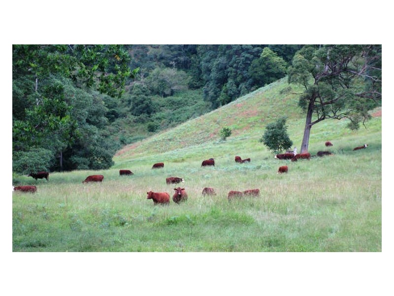 212 Chowan Creek Road, Uki NSW 2484