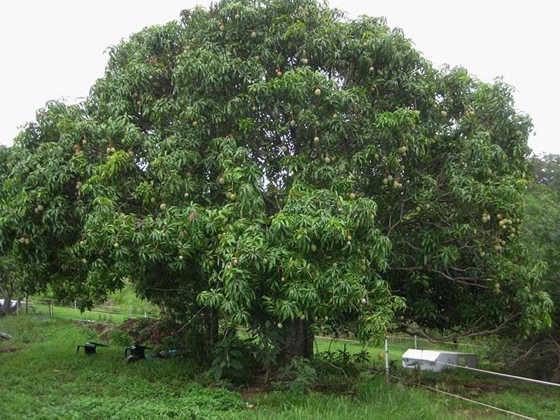 1149 Williams Rd, Barkers Vale NSW 2474