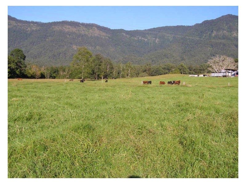 330 Back Creek Road, Tyalgum NSW 2484