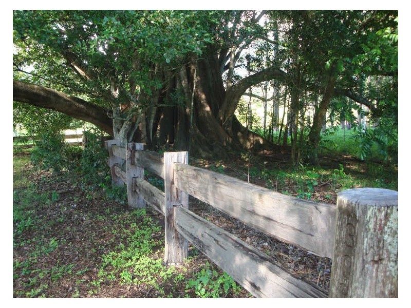330 Back Creek Road, Tyalgum NSW 2484
