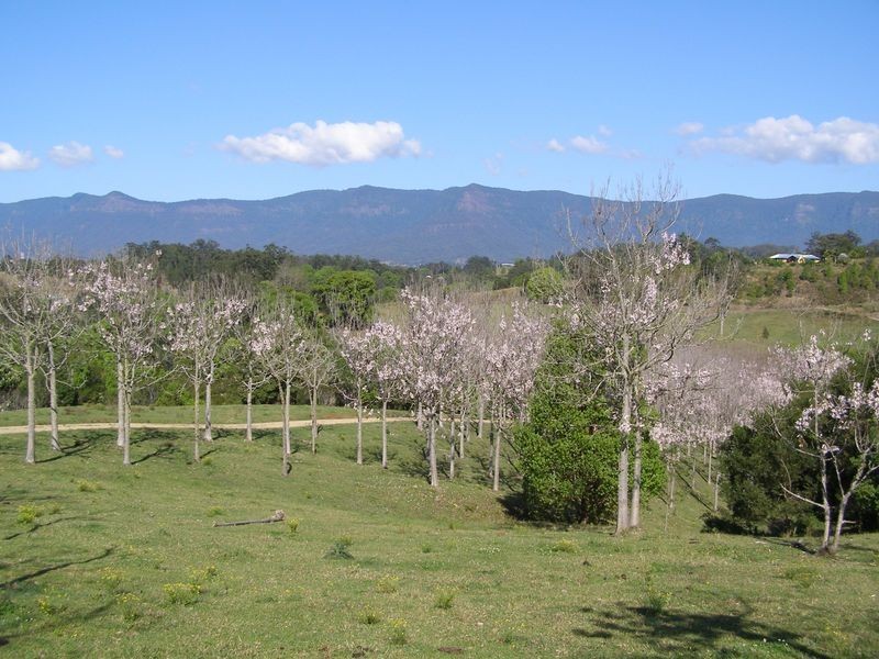 9 Charbray Place, Tyalgum NSW 2484