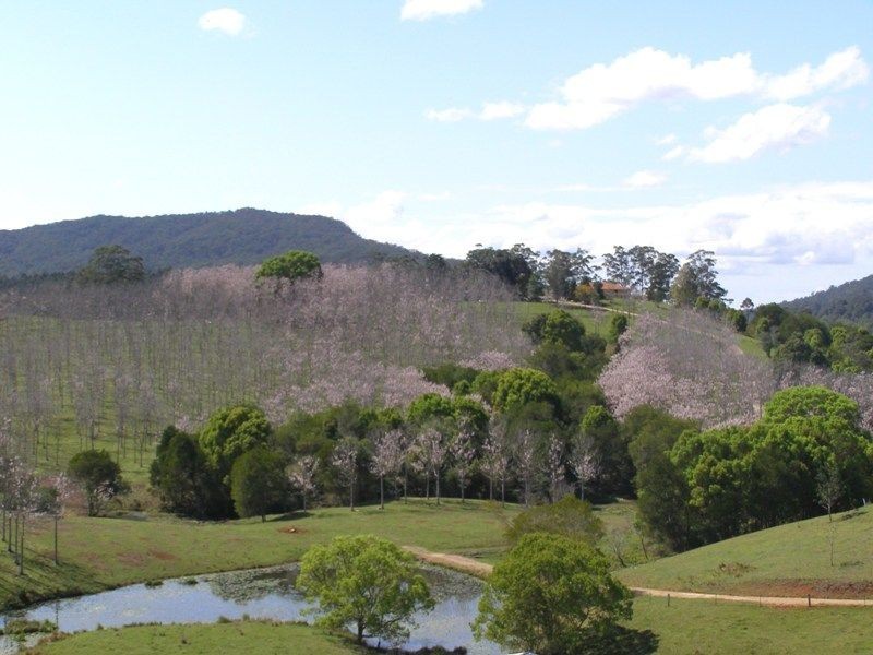 9 Charbray Place, Tyalgum NSW 2484