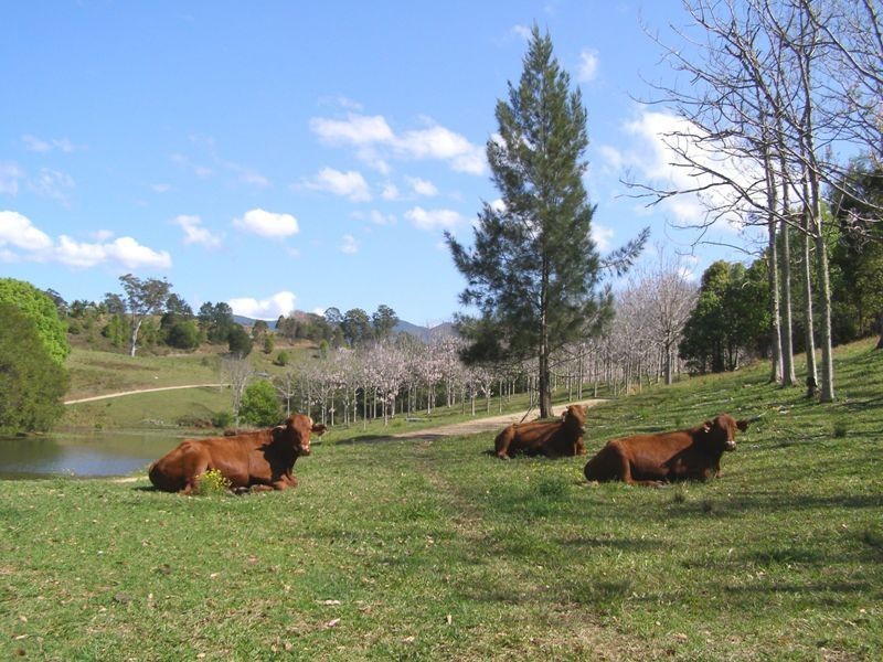 9 Charbray Place, Tyalgum NSW 2484