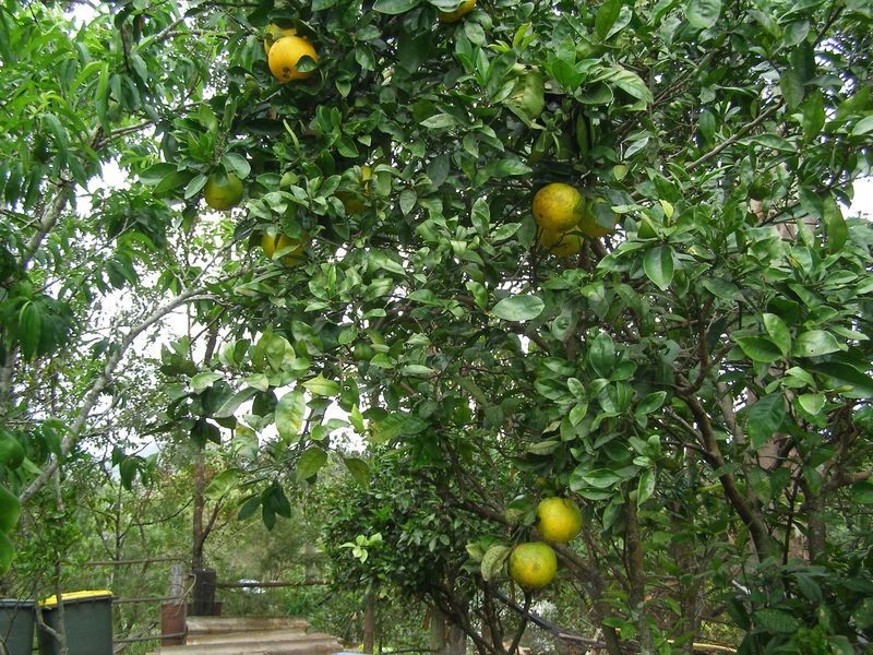 1277 Urliup Road, Urliup NSW 2484