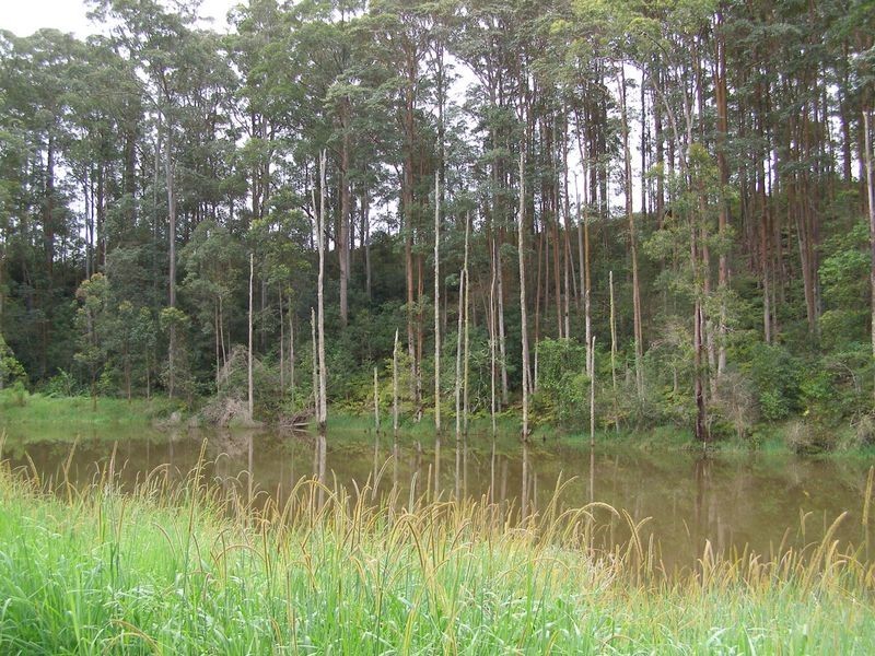 286 Tyalgum Ridge Road, Tyalgum NSW 2484