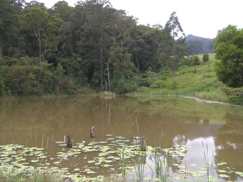 286 Tyalgum Ridge Road, Tyalgum NSW 2484