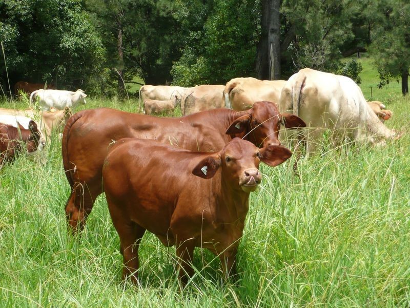 Brays Creek Road, Tyalgum NSW 2484