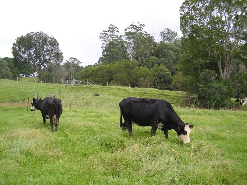 267 Chilcotts Road, Crystal Creek NSW 2484