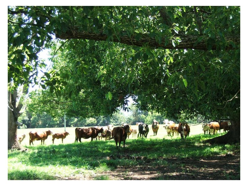 645 Stokers Rd, Dunbible NSW 2484