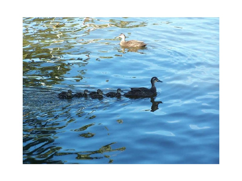 Murwillumbah NSW 2484