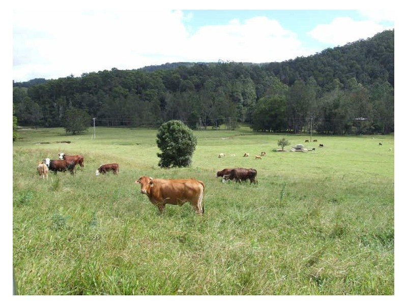 420 Upper Crystal Creek Road, Crystal Creek NSW 2484