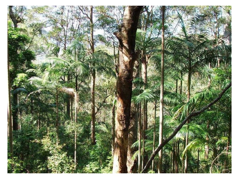 723 Rowlands Ck Rd, Uki NSW 2484