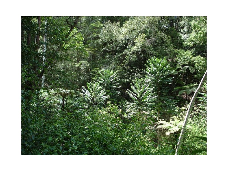 Murwillumbah NSW 2484