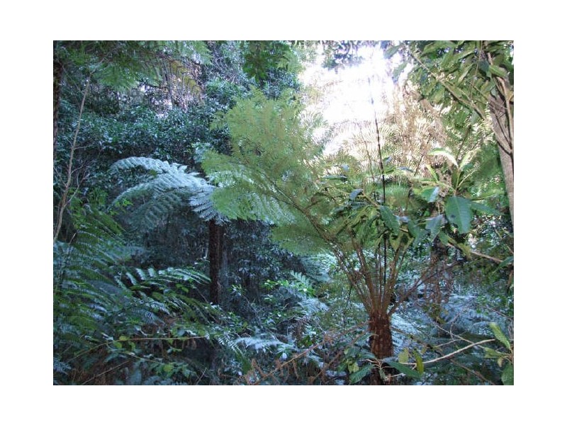 Murwillumbah NSW 2484