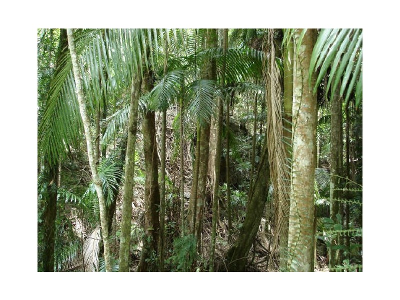 Murwillumbah NSW 2484