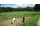 Crystal Creek NSW 2484