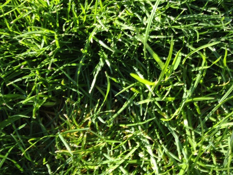 Lot 1505 Halycon Bend, Beveridge VIC 3753