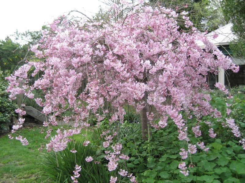 85 Rowes Lane, Wallan VIC 3756