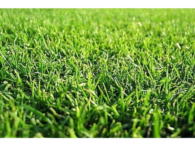 19 Yan Yean Avenue, Wallan VIC 3756