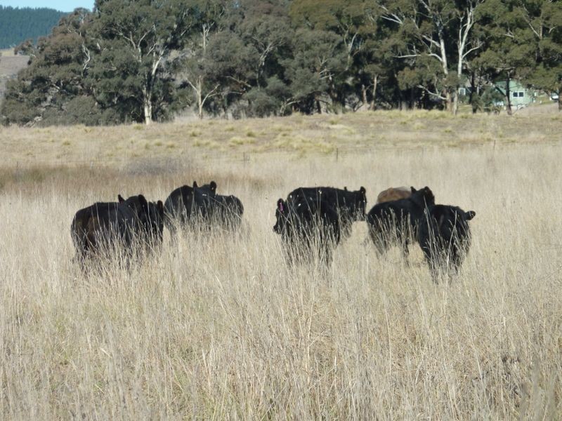 Rockley NSW 2795