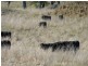 Rockley NSW 2795
