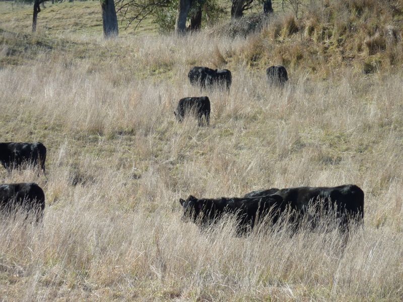 Rockley NSW 2795