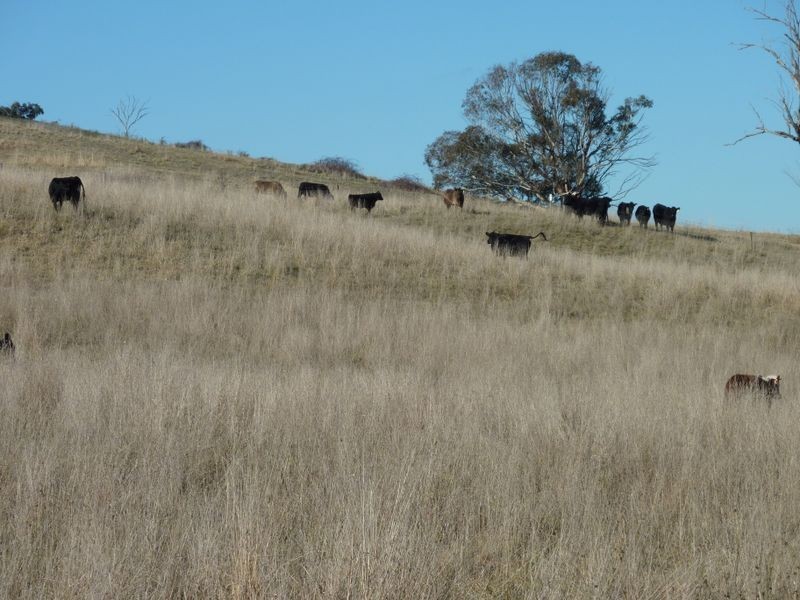 Rockley NSW 2795