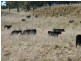 Rockley NSW 2795