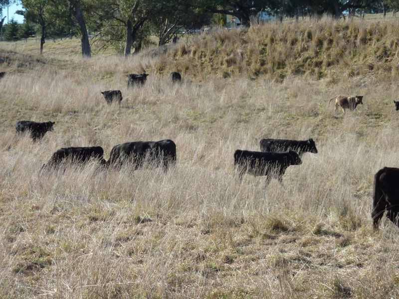 Rockley NSW 2795