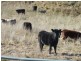 Rockley NSW 2795