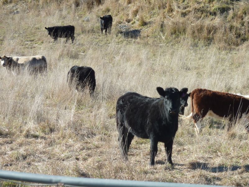 Rockley NSW 2795