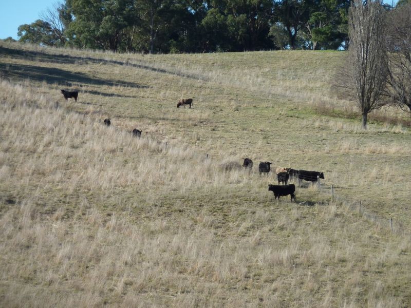 Rockley NSW 2795