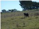 Rockley NSW 2795