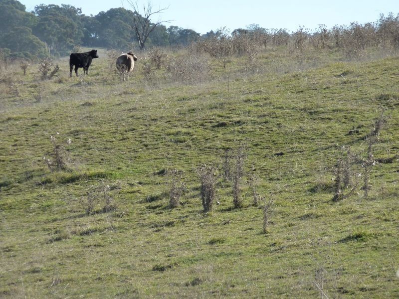 Rockley NSW 2795