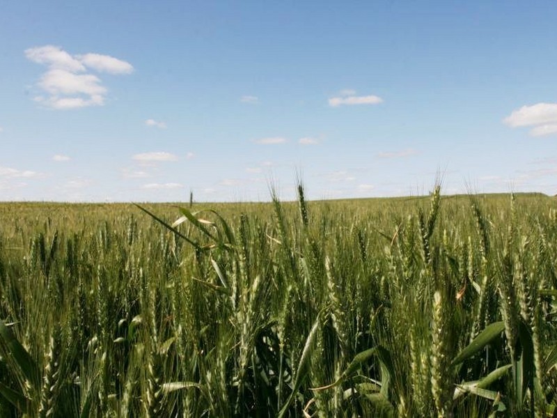 Section 42 Youngs Road, Port Broughton SA 5522