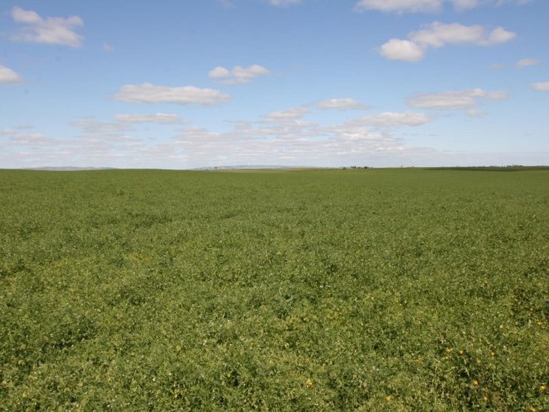 Section 42 Youngs Road, Port Broughton SA 5522