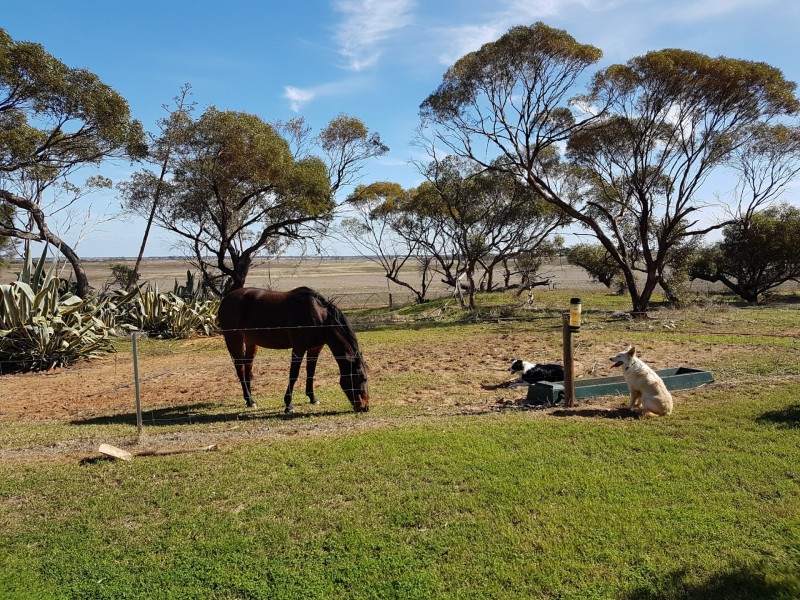 658 Barunga Gap Road, Bute SA 5560