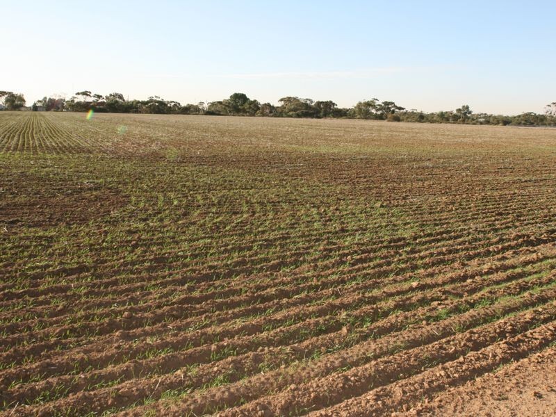 Sect. 276 Kadina Road, Bute SA 5560