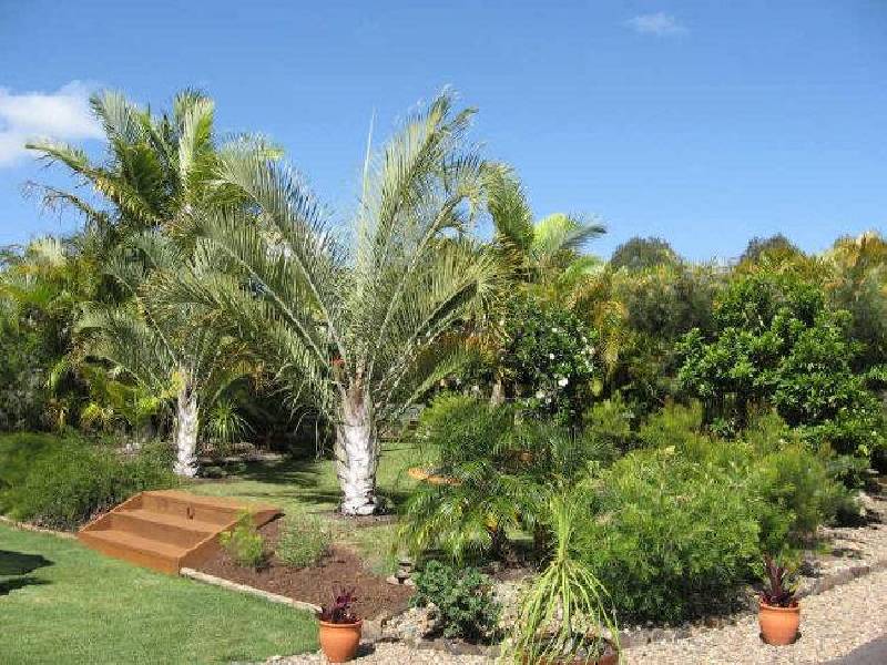 Black Mountain QLD 4563