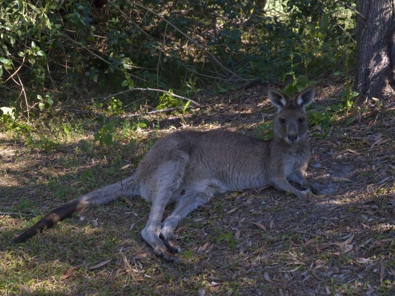 Twin Waters QLD 4564