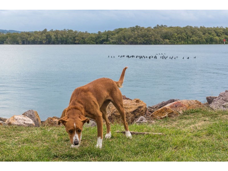 2 Waterview Crescent, Bli Bli QLD 4560