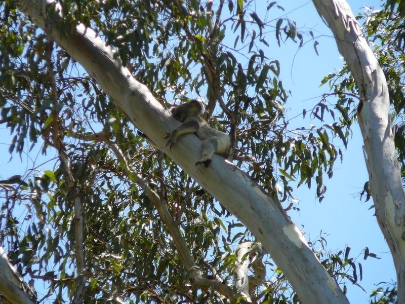 Kurwongbah QLD 4503