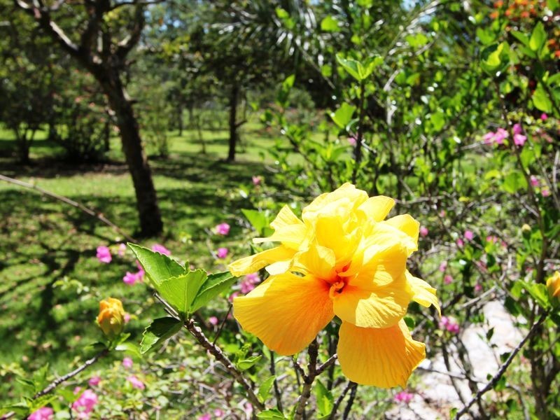 17 Sarow Drive, Warner QLD 4500