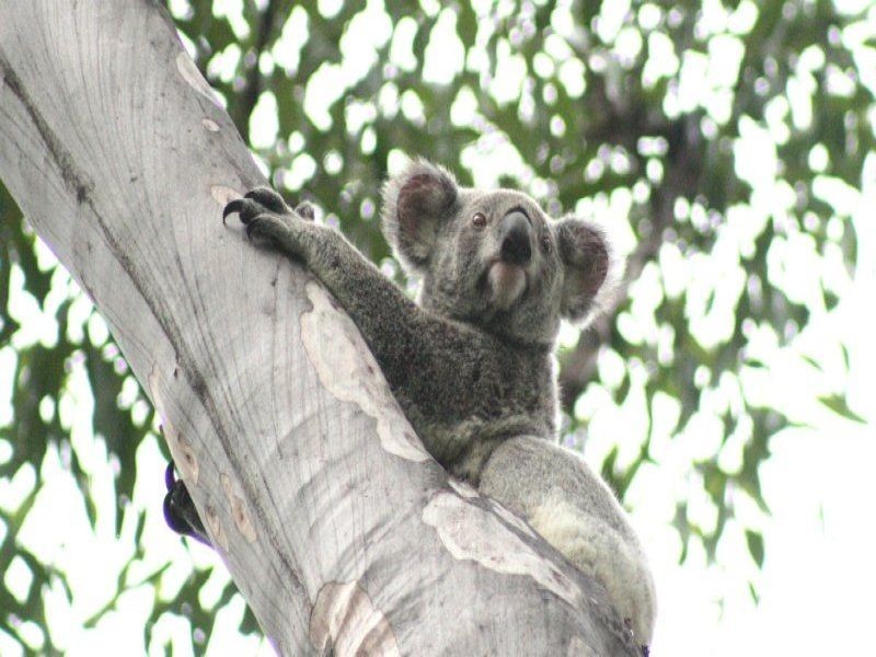 17 Sarow Drive, Warner QLD 4500