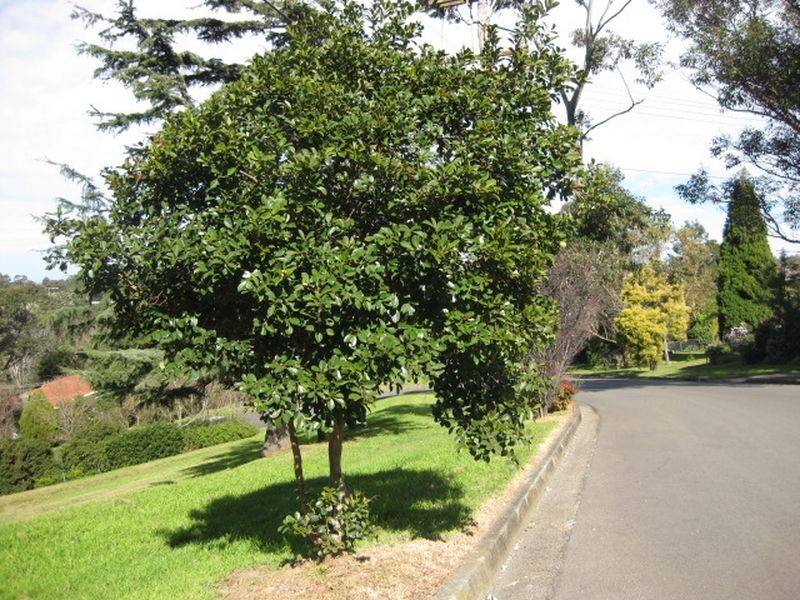 13 Hill Road, West Pennant Hills NSW 2125