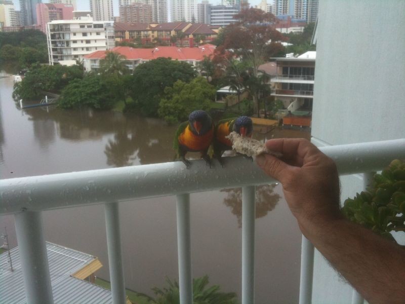 601/7 MALLANA STREET, Surfers Paradise QLD 4217